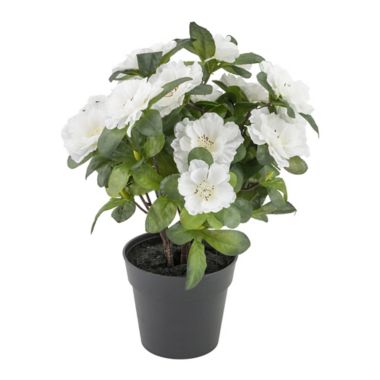 Boston International Cream Belgium Azalea Plant with Black Pot Planter |  Bed Bath & Beyond