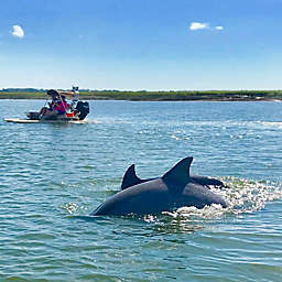 Dolphin Watch Tour in South Carolina by Spur Experiences®