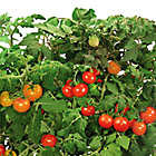 Alternate image 4 for Miracle-Gro&reg; AeroGarden&trade; Red Heirloom Cherry Tomato Seeds 6-Pod Kit