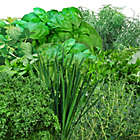 Alternate image 3 for Miracle-Gro&reg; AeroGarden&trade; Gourmet Herbs Seeds 9-Pod Kit