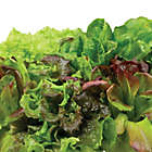 Alternate image 3 for Miracle-Gro&reg; AeroGarden&trade; Heirloom Salad Greens Seeds 9-Pod Kit