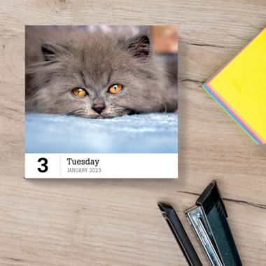 TF Publishing Cat-A-Day 2023 Daily Desktop Calendar | Bed Bath & Beyond