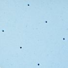 Alternate image 7 for BodiPEDIC&trade; 2" Cooling Gel Memory Foam Mattress Topper