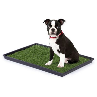 richell paw trax mesh training tray