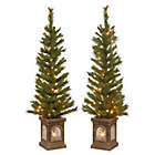 Alternate image 0 for National Tree Company&reg; 4-Foot Pre-Lit Lehigh Valley Pine Entrance Trees (Set of 2)