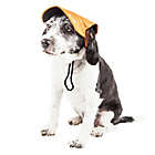 Alternate image 2 for Cap-Tivating Medium Fashion Dog Hat in Orange