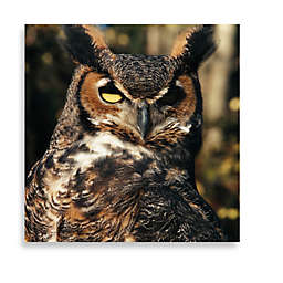 Brown Owl 16-Inch x 16-Inch Printed Canvas
