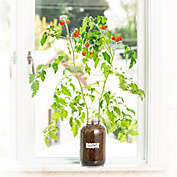 Back to the Roots Self-Watering Tomato Plant Kit