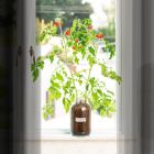 Alternate image 1 for Back to the Roots Self-Watering Tomato Plant Kit