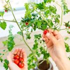 Alternate image 2 for Back to the Roots Self-Watering Tomato Plant Kit