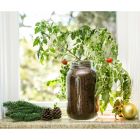 Alternate image 5 for Back to the Roots Self-Watering Tomato Plant Kit