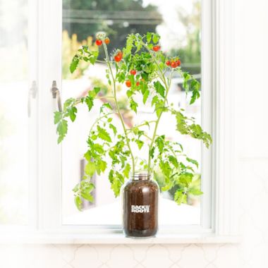 Back to the Roots Self-Watering Tomato Plant Kit. View a larger version of this product image.