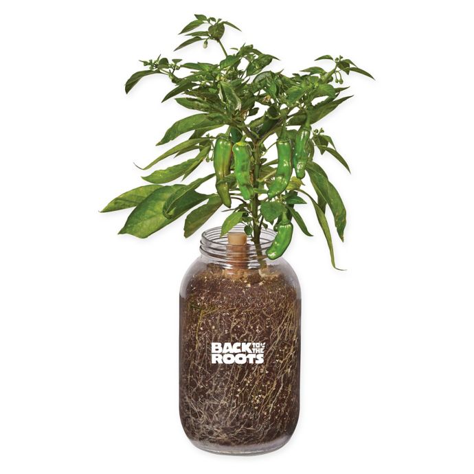 Back to the Roots Self-Watering Shishito Peppers Plant Kit ...