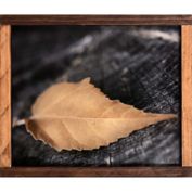 Natural Golden Fern 20-Inch x 24-Inch Framed Paper Wall Art