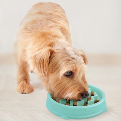 tiny dog bowls