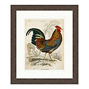 Vintage Rooster 27.5-Inch x 23.5-Inch Framed Wall Art