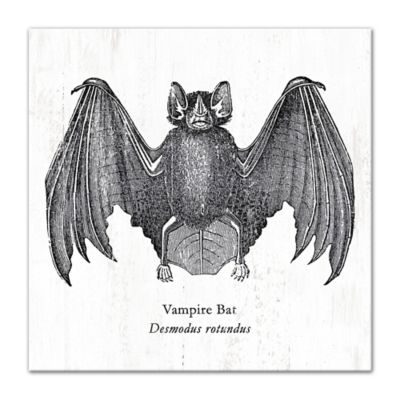 &quot;Vampire Bat Desmodus rotundus&quot; 12-Inch x 12-Inch Canvas Wall Art