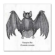 &quot;Vampire Bat Desmodus rotundus&quot; 12-Inch x 12-Inch Canvas Wall Art
