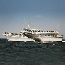 Cape Ann Whale Watch by Spur Experiences® (Gloucester, MA)
