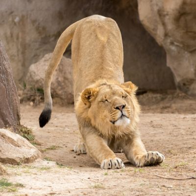 Denver Zoo Couples Pass One Year  by Spur Experiences&reg;