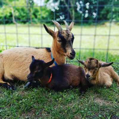 Goat Yoga Country Class by Spur Experiences&reg;  (Brookshire, TX)