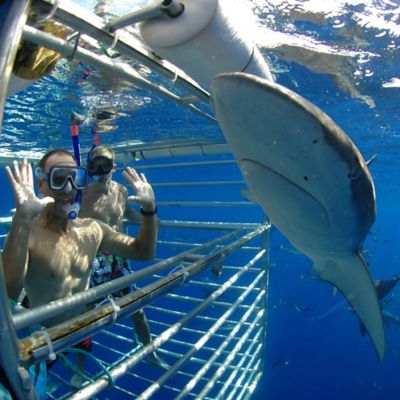 Shark Cage Diving by Spur Experiences&reg; (Oahu, HI)