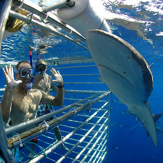 Alternate image 1 for Shark Cage Diving by Spur Experiences® (Oahu, HI)
