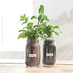 Back to the Roots Kitchen Herb Garden by Ayesha Curry