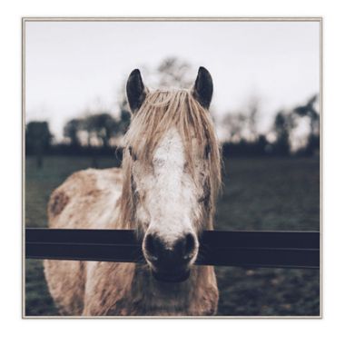 Neutral Horse Photograph 30-Inch Square Framed Wall Art. View a larger version of this product image.