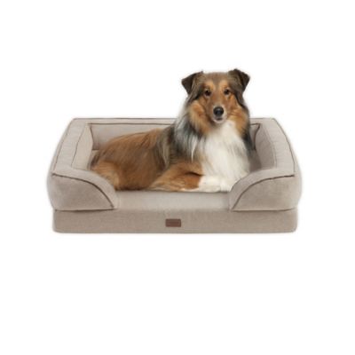 pet dog couch