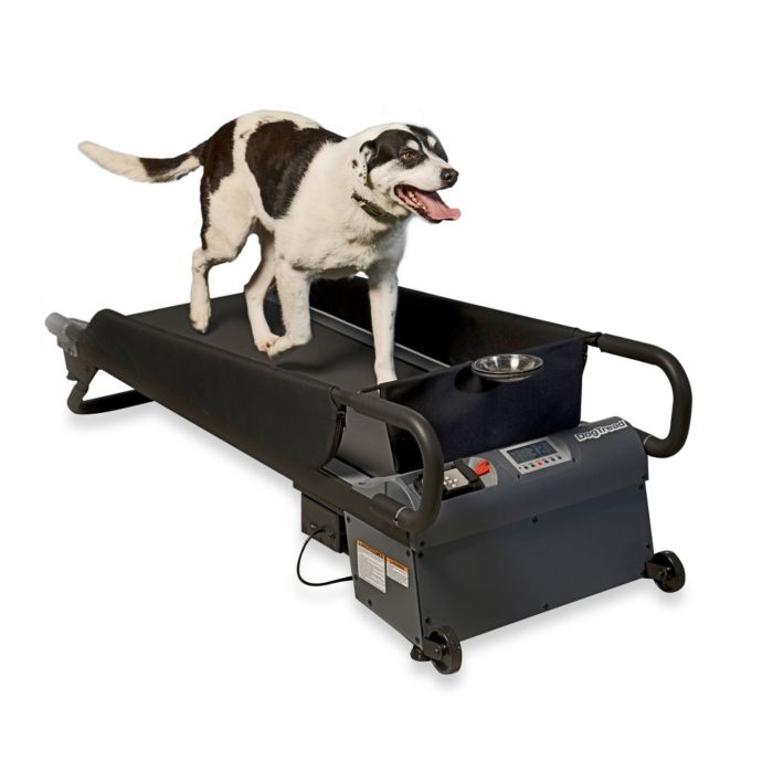 bed bath and beyond dog steps