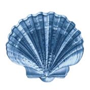 Blue Shell 12-Inch Square Canvas Wall Art