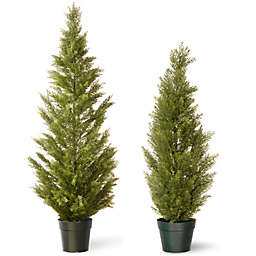 National Tree Arborvitae with Green Pot