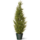 Alternate image 0 for National Tree 36-Inch Arborvitae with Green Pot