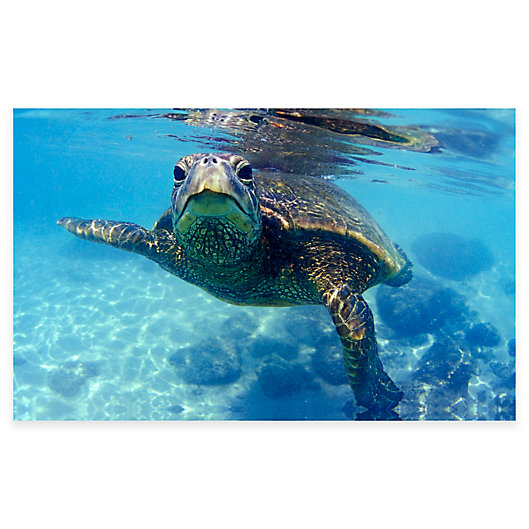 Alternate image 1 for Colossal Images Friendly Turtle 27-Inch x 36-Inch Canvas Wall Art