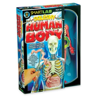 edu science squishy human body