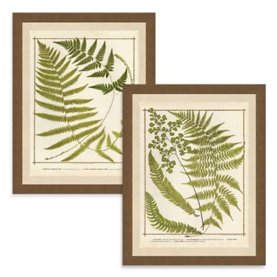 Framed Pictures Of Ferns Reminescencez   749357222013c