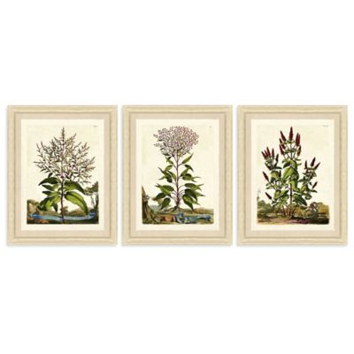 Framed Botanical Prints Set Bed Bath Beyond