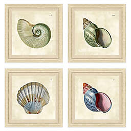Sea Shell Print Giclée Framed Wall Art