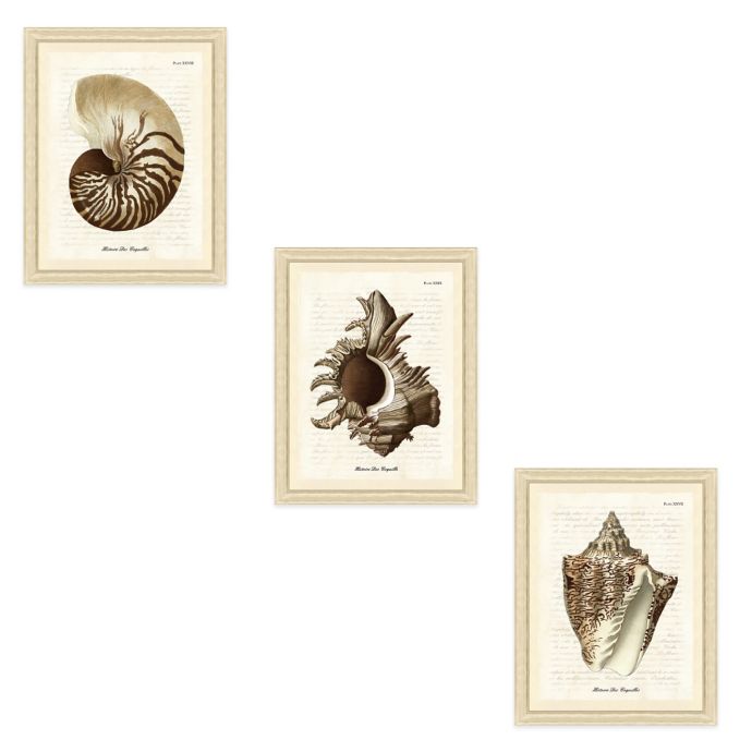Sepia Shell Giclée Framed Wall Art Collection Bed Bath & Beyond