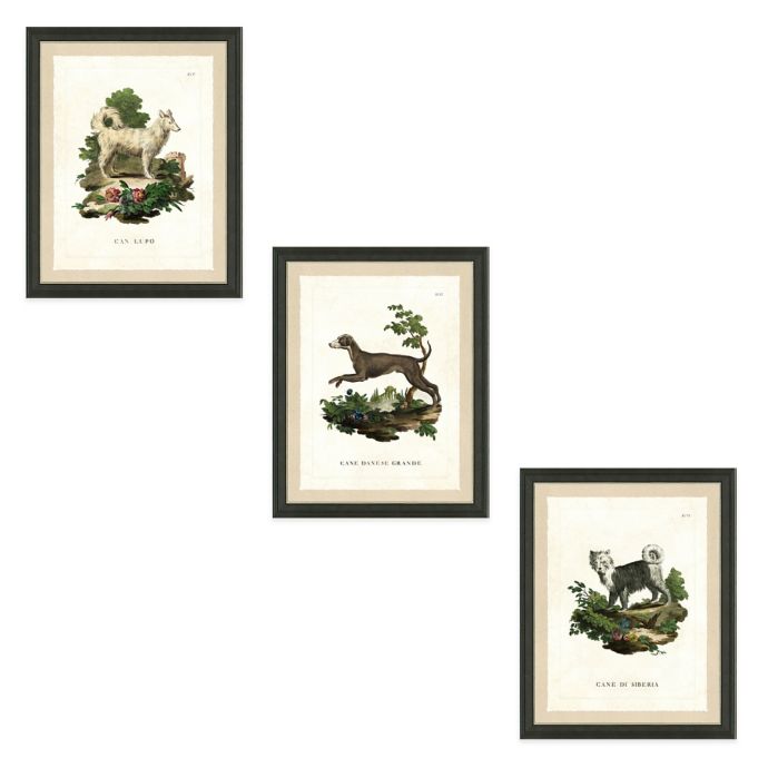 Dog Study Framed Art Print | Bed Bath & Beyond