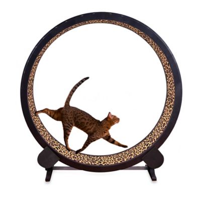 One Fast Cat Exercise Wheel | Bed Bath 