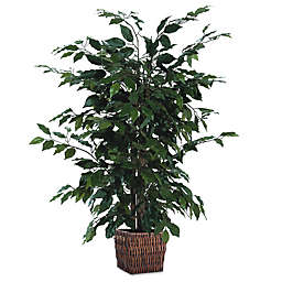 4-Foot Fabric Ficus Bush with Square Willow Basket