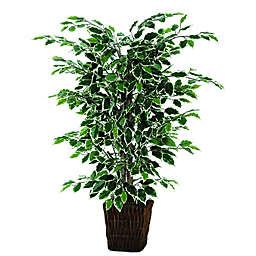 4-Foot Fabric Variegated Ficus Bush with Square Willow Basket