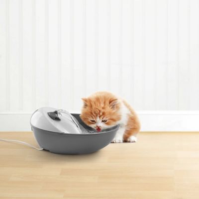 ca french bulldog rescue