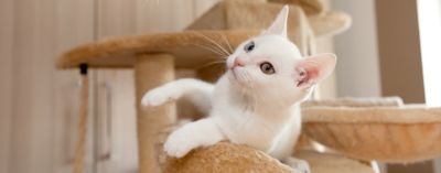 pet cat shop near me