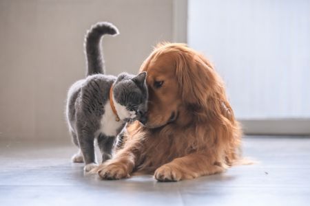 wedding gifts for the pet-loving couple