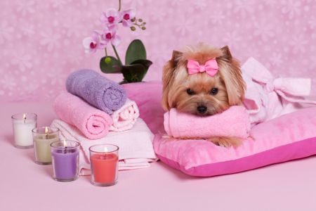 How to Pamper Your Pup Like Royalty