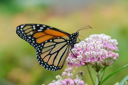 Turn Your Backyard into a Pollinator Paradise