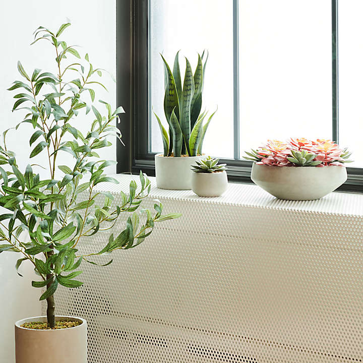 a selection of potted plants sits in a window
